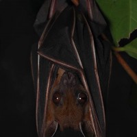 Cynopterus sphinx Vahl, 1797